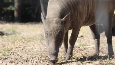 thumbnail - S4:E9 Panther Crossing