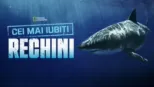 thumbnail - Cei mai iubiți rechini