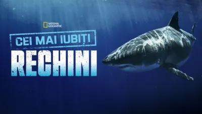 Cei mai iubiți rechini