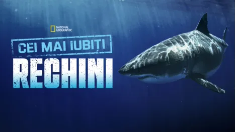 thumbnail - Cei mai iubiți rechini