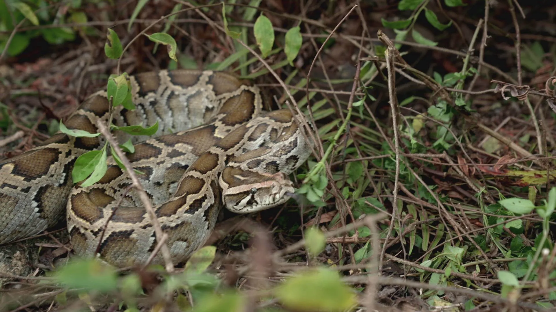 thumbnail - S5:E5 Python Showdown