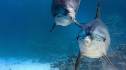Dolphin Reef