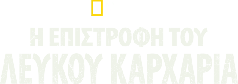 Η Επιστροφή του Λευκού Καρχαρία