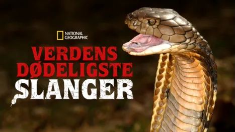 thumbnail - Verdens dødeligste slanger