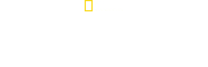 What the Shark?