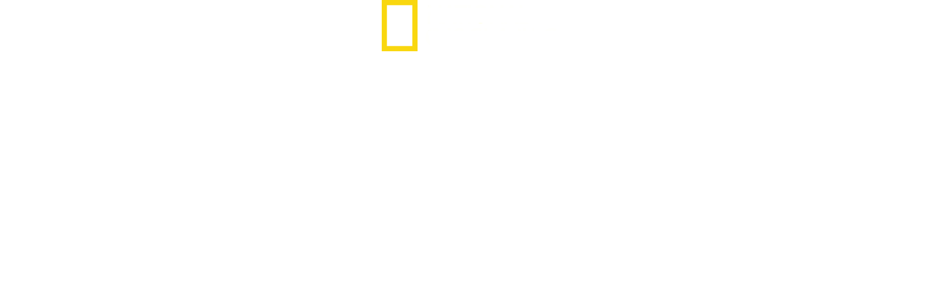 What the Shark?