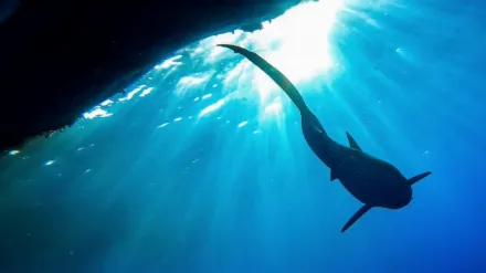 The Sharks of Hawaii