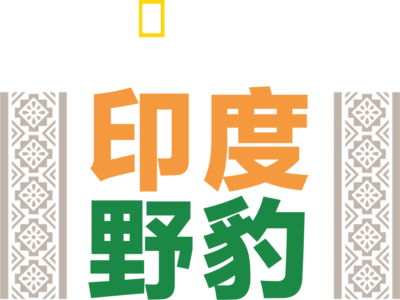 印度野豹