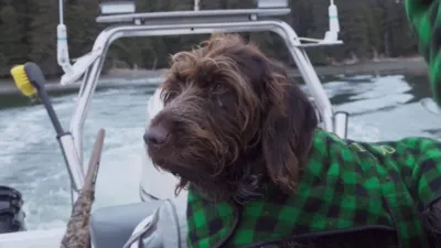 thumbnail - S10:E4 Zombie Moose