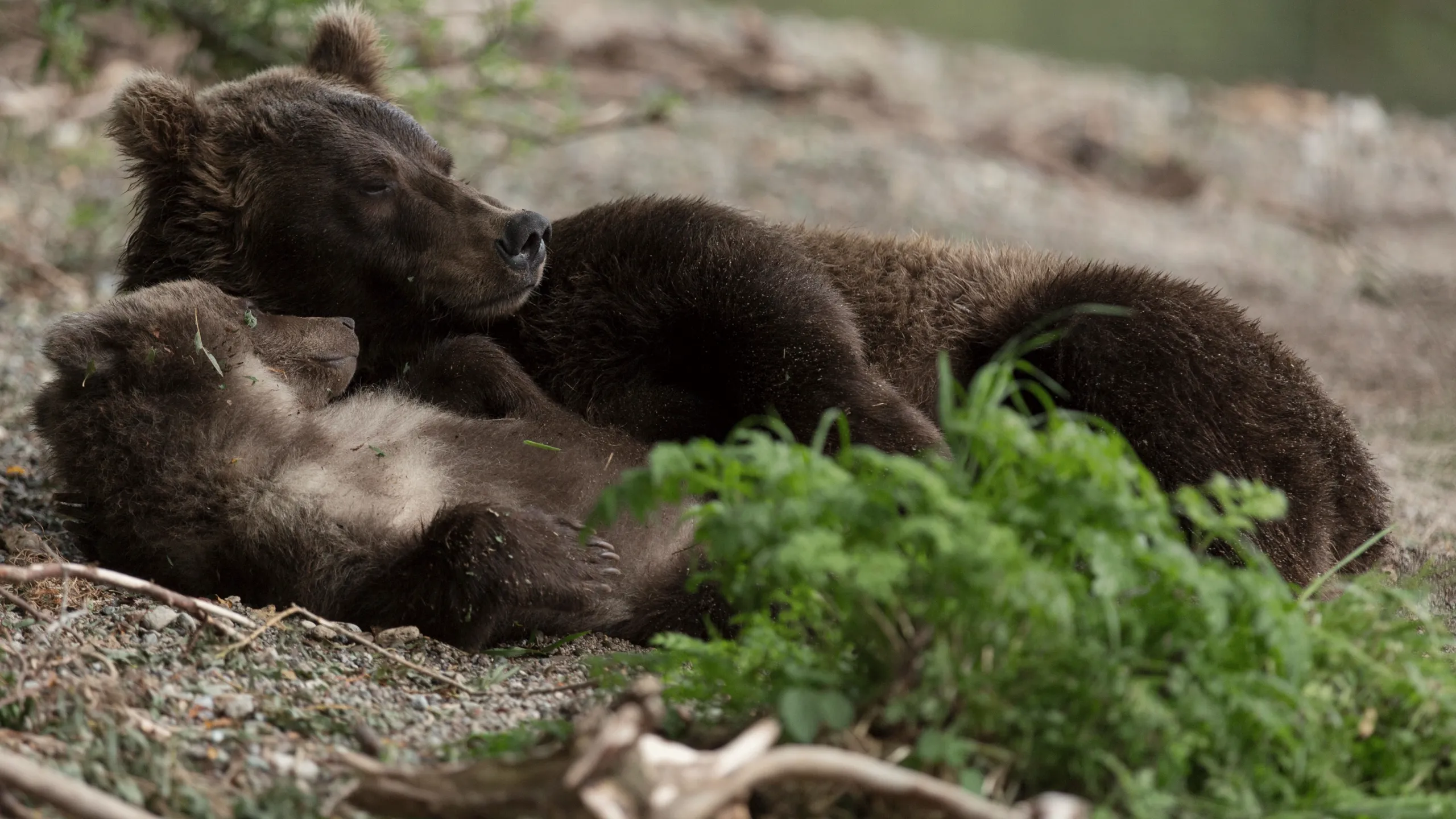 thumbnail - S1:E5 Survival