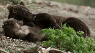 thumbnail - S1:E5 Survival