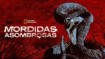 thumbnail - Mordidas Asombrosas
