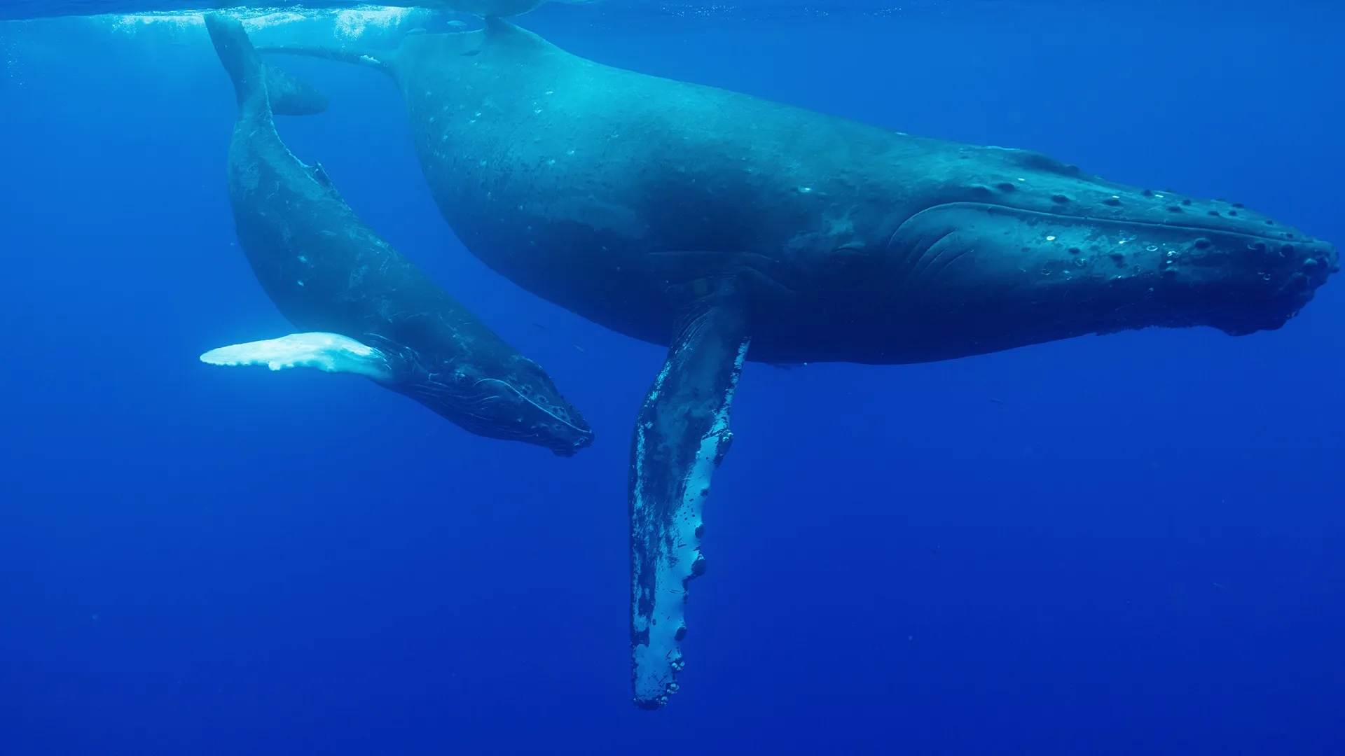 thumbnail - S1:E1 Ocean Odysseys