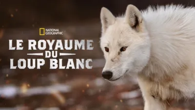 thumbnail - Le royaume du loup blanc