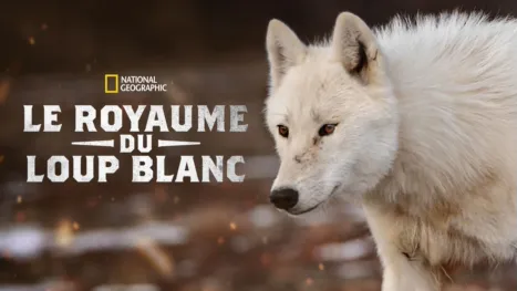 thumbnail - Le royaume du loup blanc