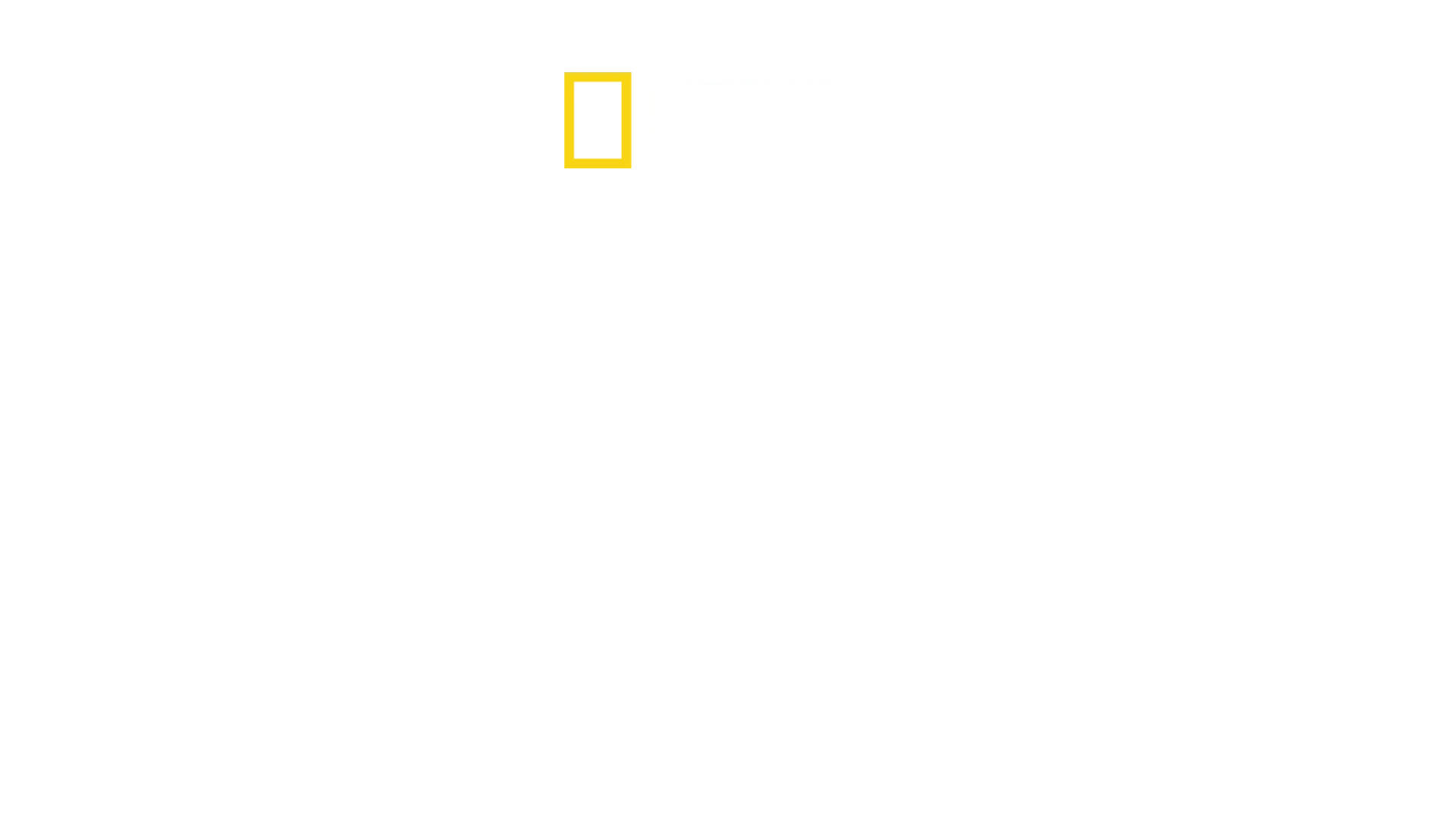 Shark Attack !