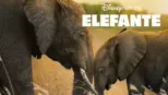 thumbnail - Elefante