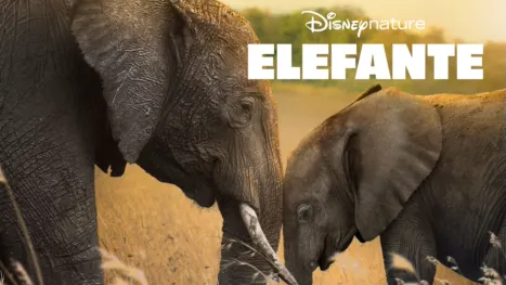 thumbnail - Elefante