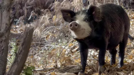 Korsika: Wildnis Zwischen Schnee Und Sand