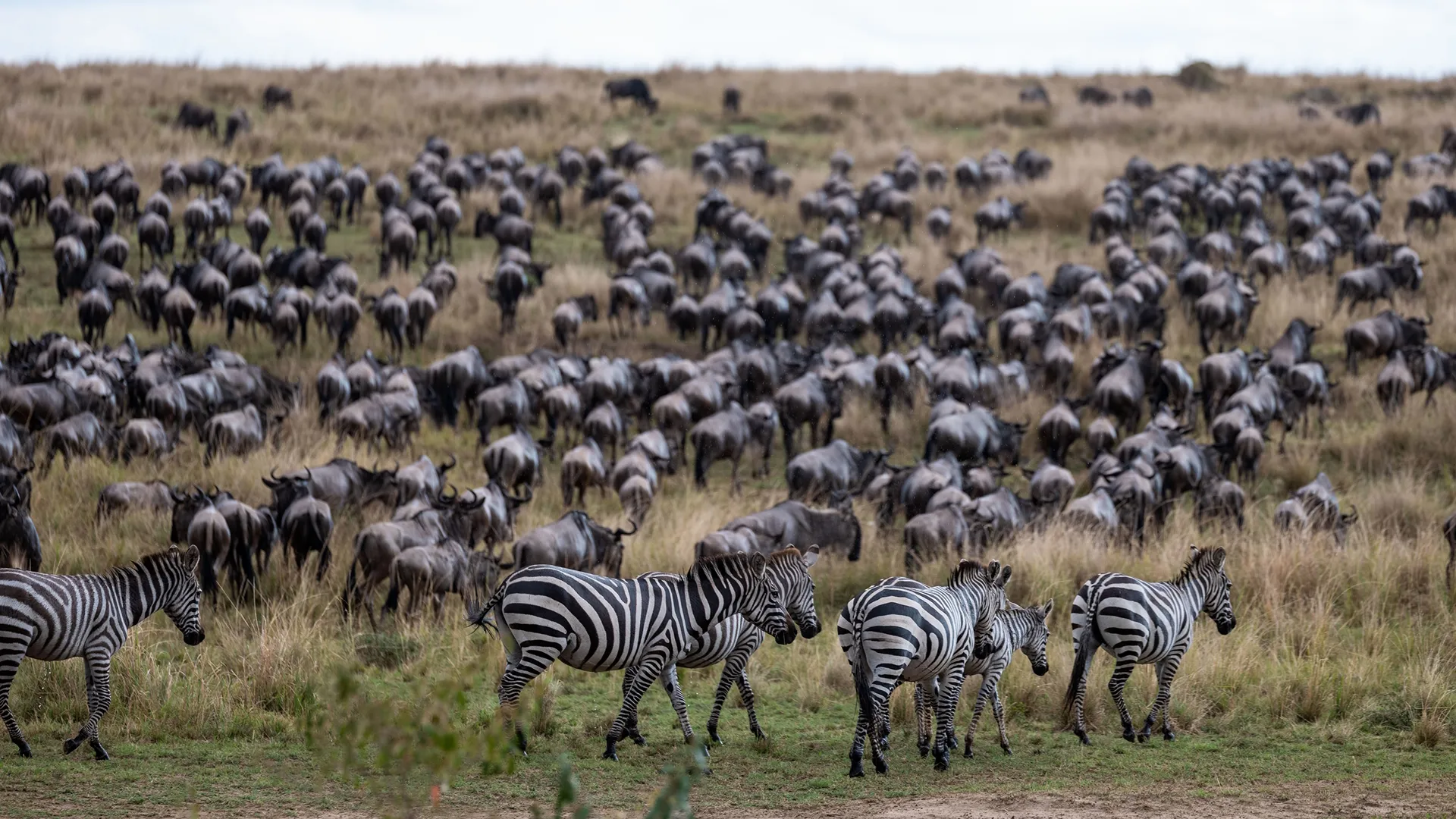 A herd of Zebras.
