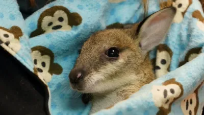 thumbnail - S9:E1 I Wallaby Your Baby!