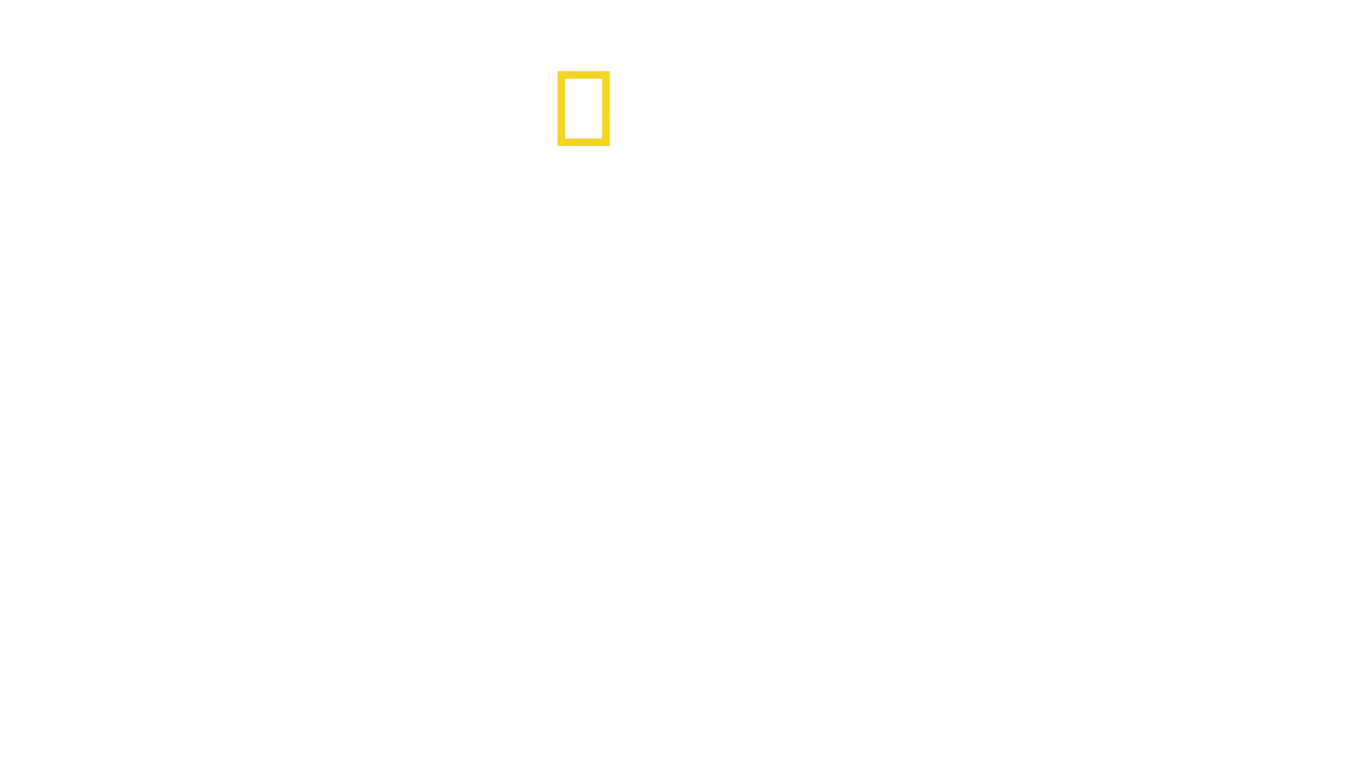 Delfines en primer plano con Bertie Gregory