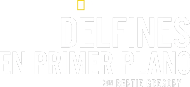 Delfines en primer plano con Bertie Gregory