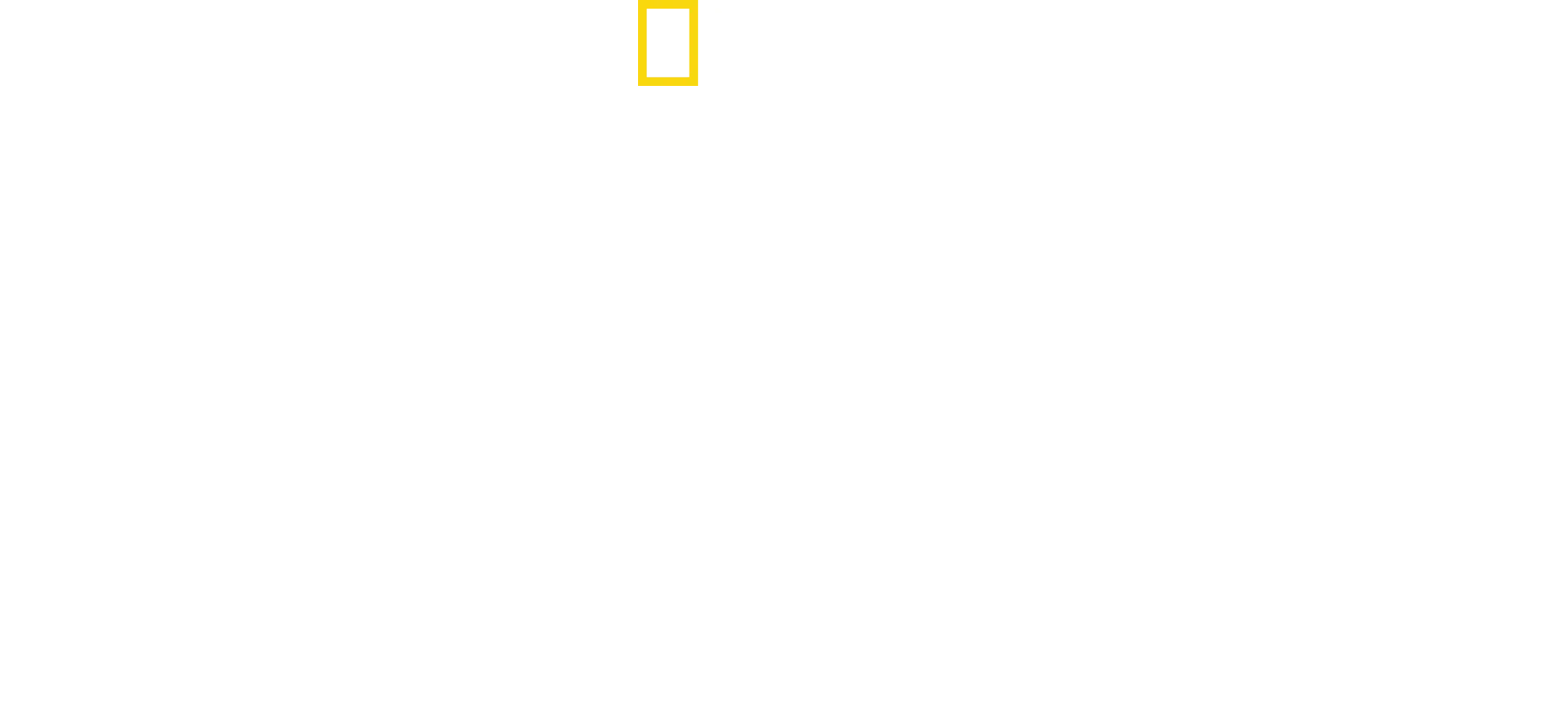 Delfines en primer plano con Bertie Gregory