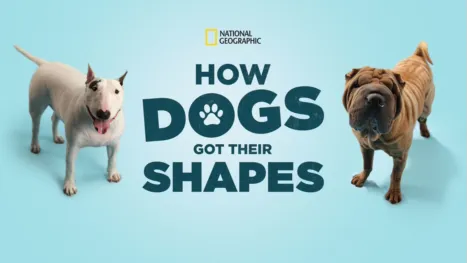 thumbnail - How Dogs Got Their Shapes