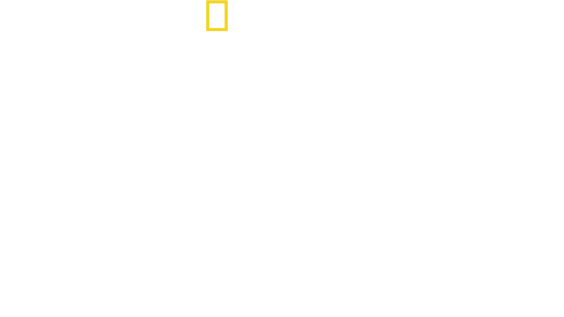 Dolphins Up Close with Bertie Gregory