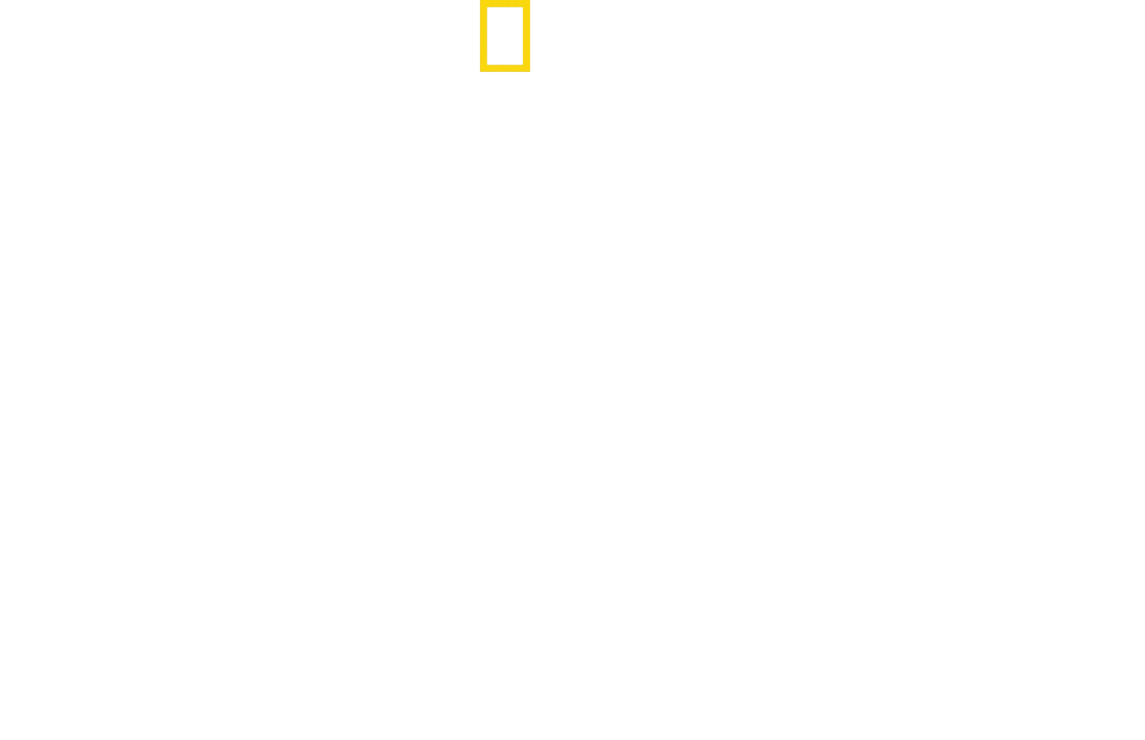 Dolphins Up Close with Bertie Gregory