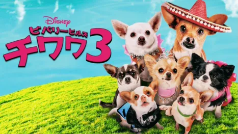 thumbnail - ビバリーヒルズ・チワワ3