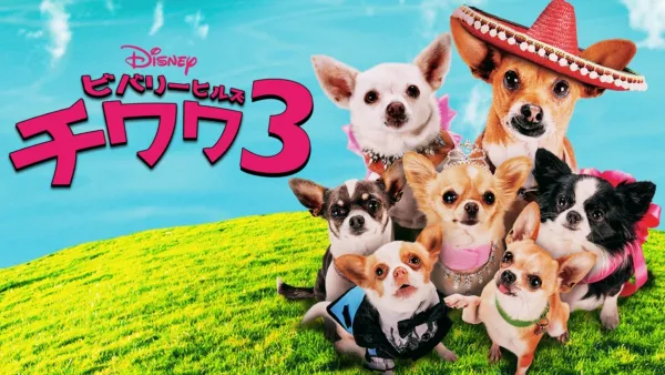 thumbnail - ビバリーヒルズ・チワワ3