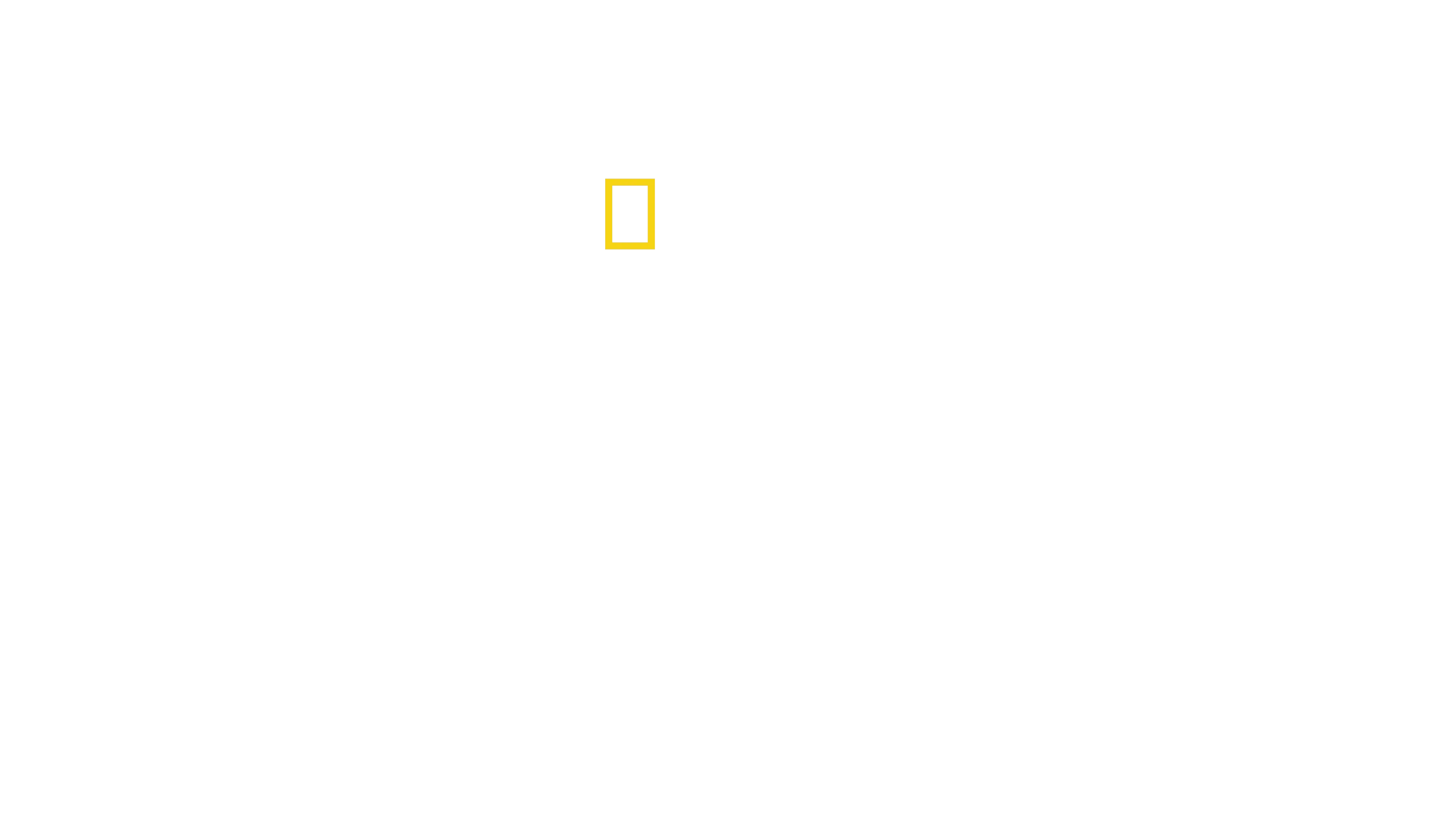 Un hombre entre guepardos