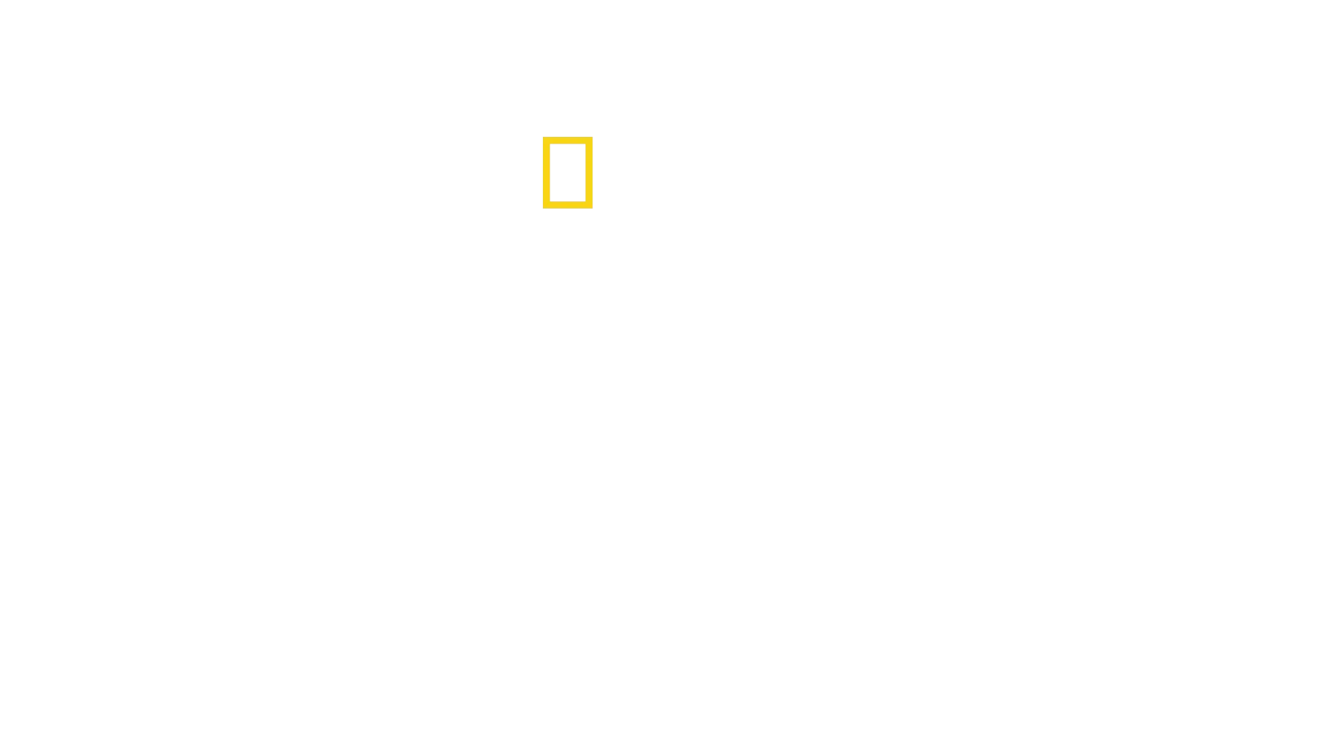 Duelo de tiburones