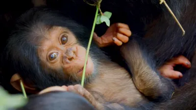 thumbnail - S1:E5 A Baby Chimp's Story