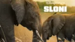 thumbnail - Sloni