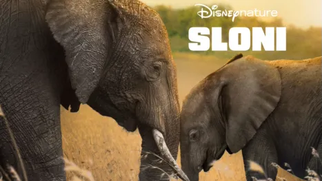 thumbnail - Sloni