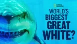 thumbnail - World's Biggest Great White?