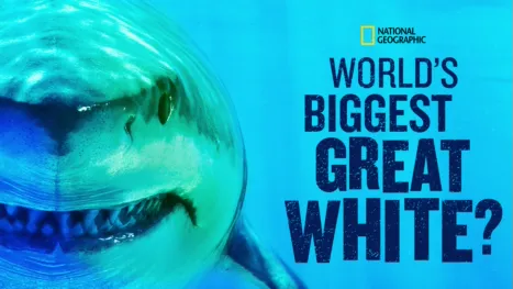 thumbnail - World's Biggest Great White?