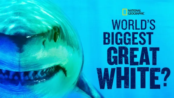 thumbnail - World's Biggest Great White?