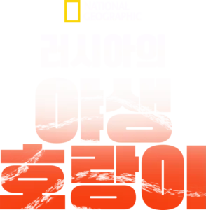 러시아의 야생 호랑이