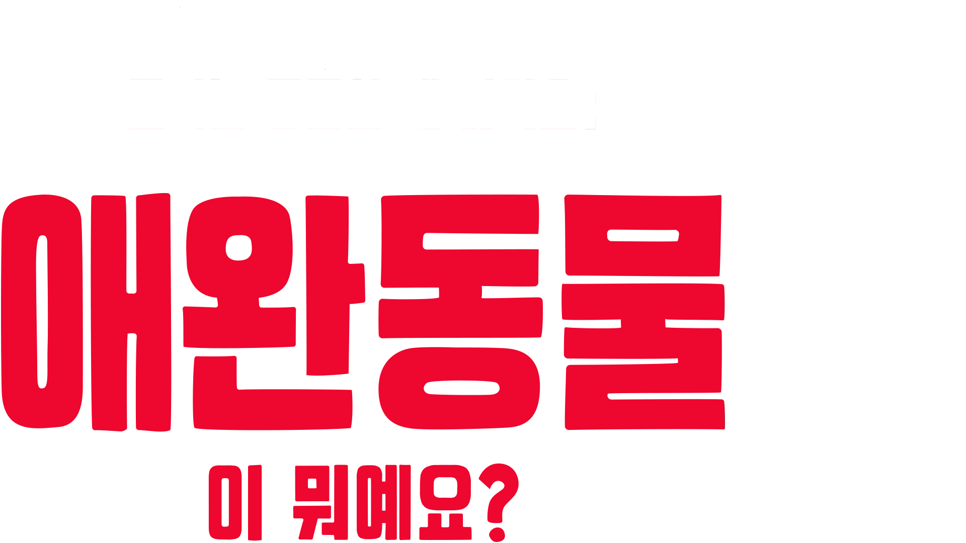 포키는 궁금한 게 많아요: 애완동물이 뭐예요?