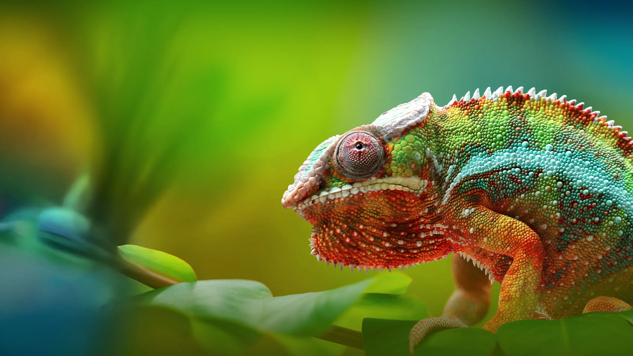 Chamaleon Step Into Wonder