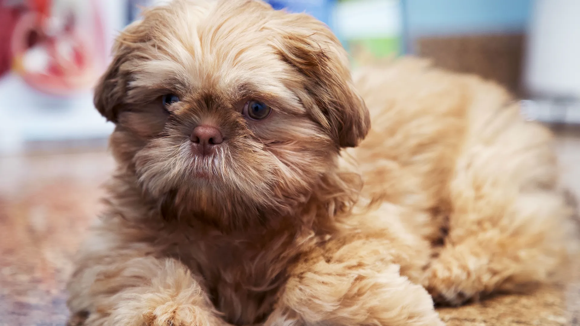 thumbnail - S6:E7 Furry, Family, Friends