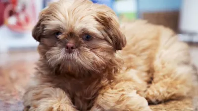 thumbnail - S6:E7 Furry, Family, Friends