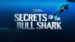 thumbnail - Secrets of the Bull Shark