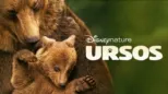 thumbnail - Ursos