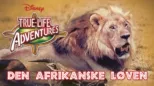 thumbnail - Den afrikanske løven