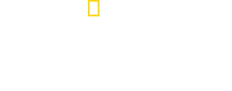 Tiburones en la noche